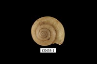 藏品(高雄蝸牛)的圖片